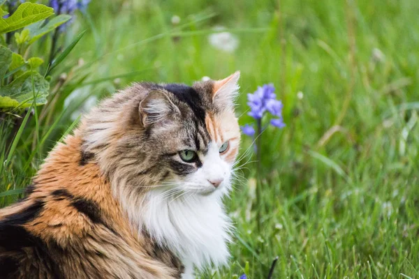 Ön çim kabarık kedi