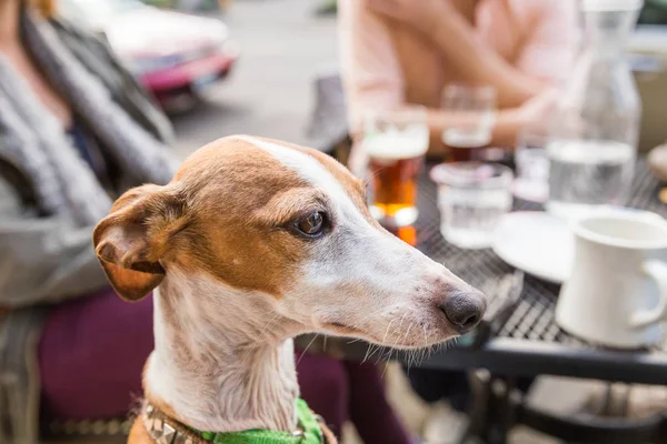 Restoranda İtalyan Greyhound köpek