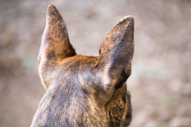 Karışık Pitbull köpek kulaklarını neşeyle