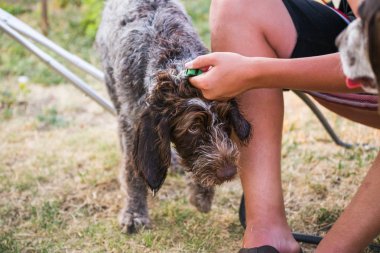Alman Wirehaired ibre köpek yavrusu