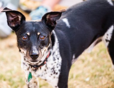 Karışık Terrier köpek