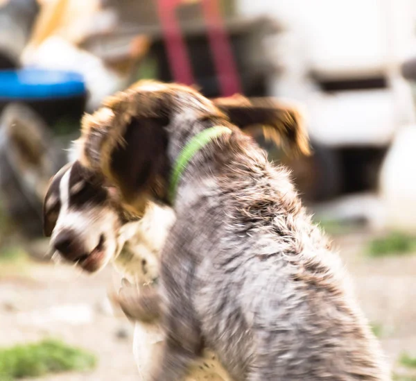 Dois cães lutando ou brincando — Fotografia de Stock