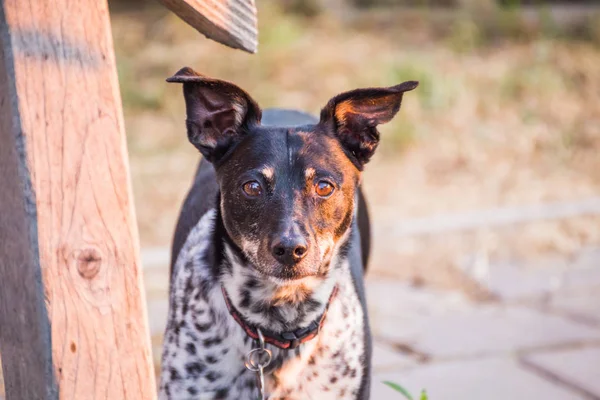 Cane da Terrier misto — Foto Stock