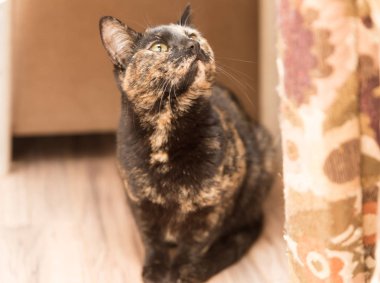 Sarı gözlü siyah ve kahverengi kedi