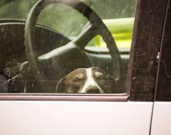 Arabada bekleyen köpek