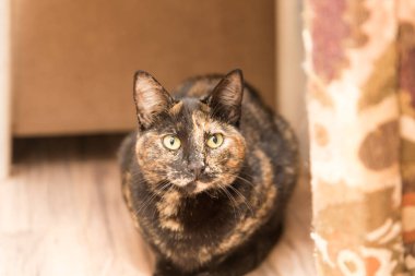 Sarı gözlü siyah ve kahverengi kedi