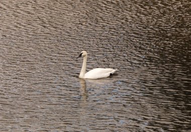 Beyaz Kuğu siyah gaga ile