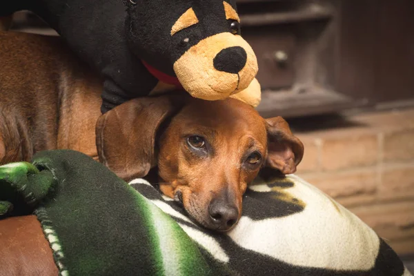 Dachshund acostado con juguete relleno — Foto de Stock