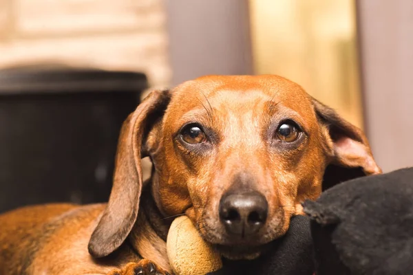 Dachshund adulto bonito — Fotografia de Stock