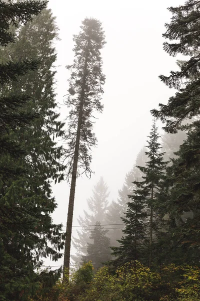 Tall träd i dimmigt skog — Stockfoto