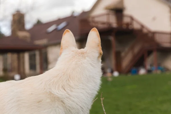 Cane bianco su erba verde — Foto Stock