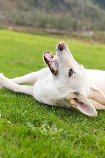 Cane bianco su erba verde — Foto Stock