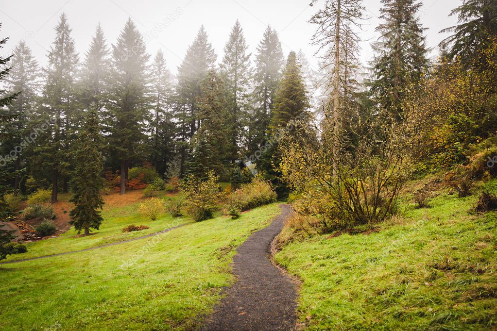 Path in Pacific Northwest Forest Park