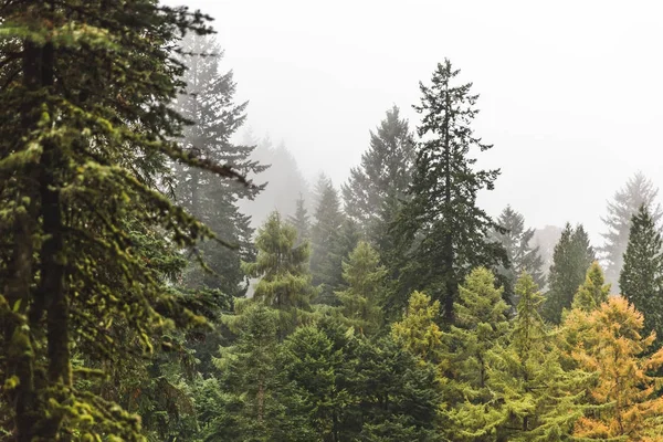 Foggy Forest in Fall — Stock Photo, Image