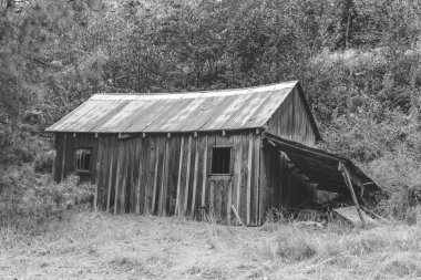Orman (siyah ve beyaz binada terk edilmiş)