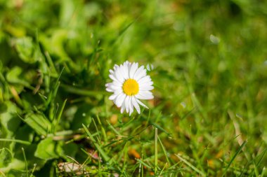 Küçük bir papatya çiçeği, parlak ve sıcak bir günde güneş ışığını emer..
