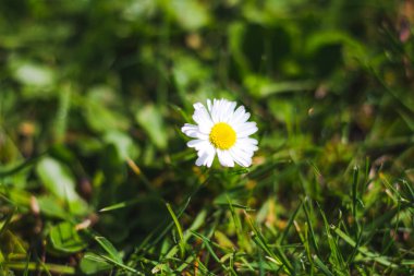Küçük bir papatya çiçeği, parlak ve sıcak bir günde güneş ışığını emer..