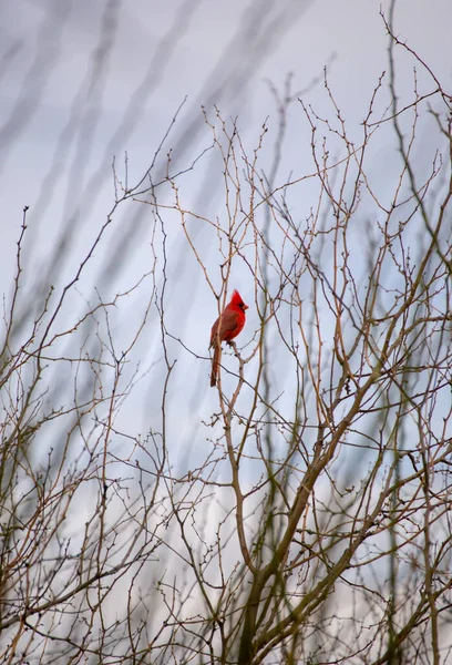 Bright Red Cardinal Bird Sits Branch Tree Sonoran Desert Arizona — Stock Photo, Image