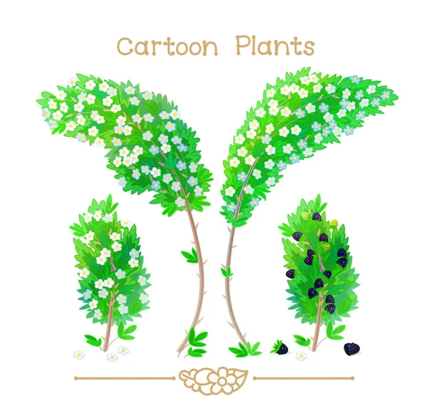 Plantae σειρά κινουμένων σχεδίων φυτά: ανθισμένα βατόμουρων — Διανυσματικό Αρχείο