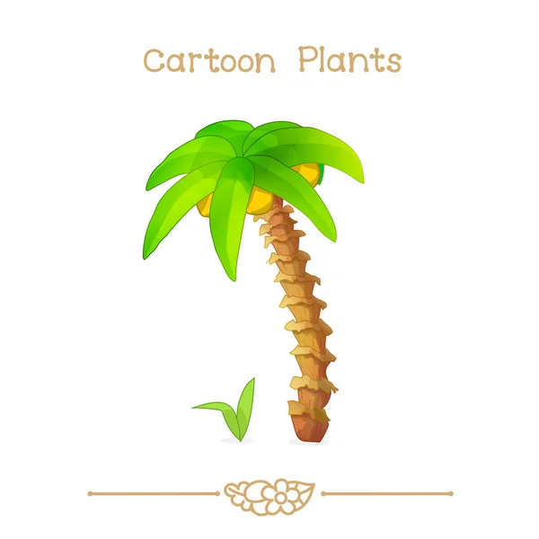 Plantae serial animowany roślin: Palma kokosowa — Wektor stockowy