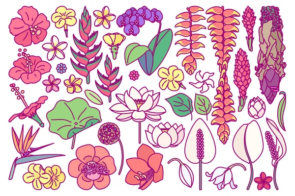 Vector Big Exotic Flower Set Cute Drawn Plant Art — Stock Vector
