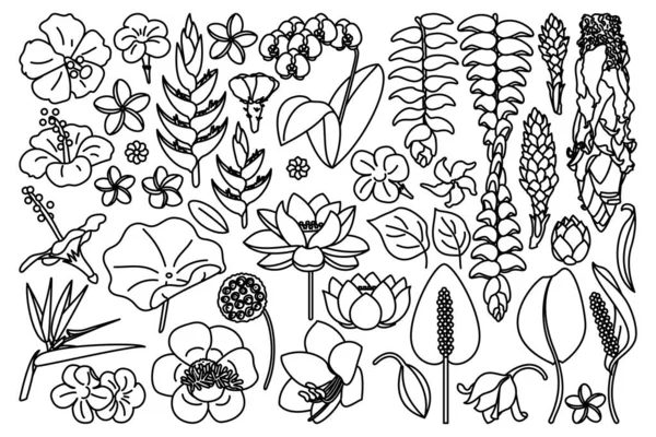 Vector Gran Conjunto Flores Exóticas Página Del Libro Para Colorear — Archivo Imágenes Vectoriales