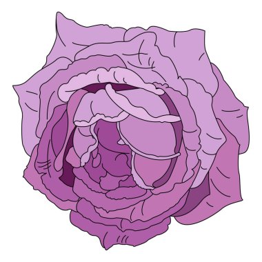 Beyaz izole arkaplandaki vektör gül kırpma sanatı