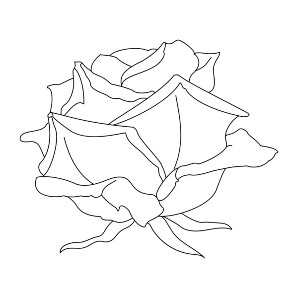 Vektor Ros Blomma Klipp Konst Målarbok Sida — Stock vektor
