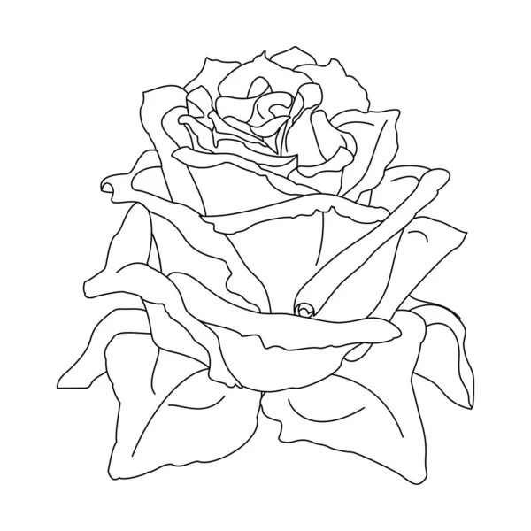 Vecteur Rose Fleur Clip Art Coloriage Livre Page — Image vectorielle