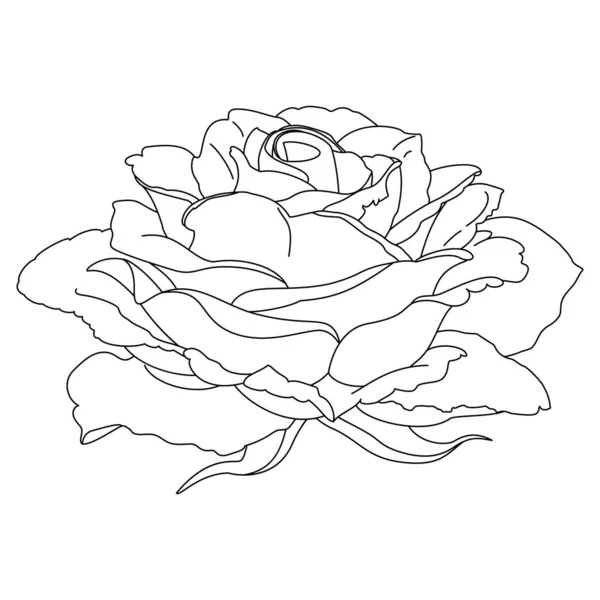Vecteur Rose Fleur Clip Art Coloriage Livre Page — Image vectorielle