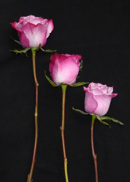 three pink roses, black background