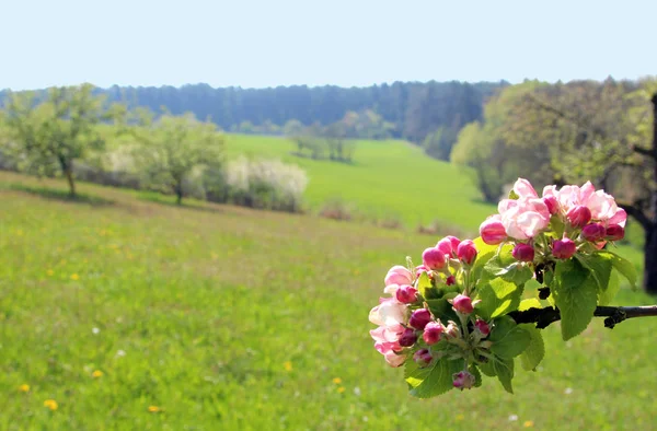 Bahar, yatay, ağaçlar, çayır ve elma blosssoms