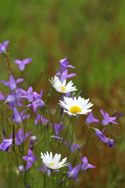 kır çiçekleri: bluebells ve marguerites