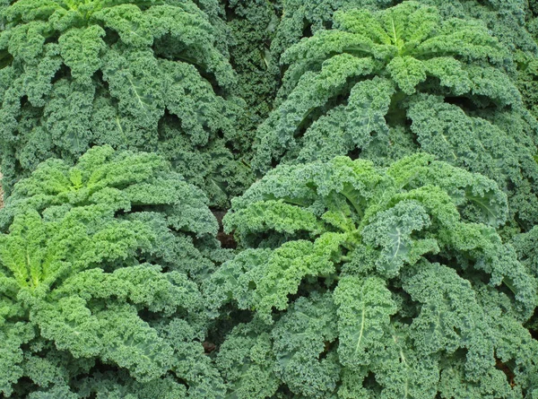 kale, yeşil lahana, tam çerçeveli