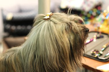 Bir saç yay ile Yorkshire korkunç