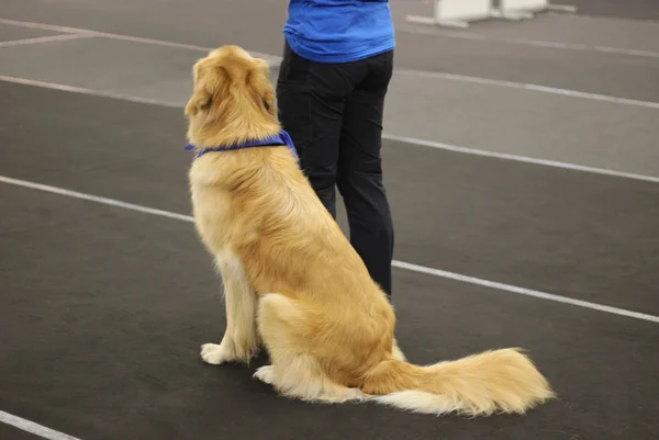 güzel Golden retriever köpek sahibi, arka görüş oturan