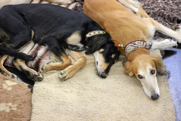 iki yorgun sighthounds köpek göstermek