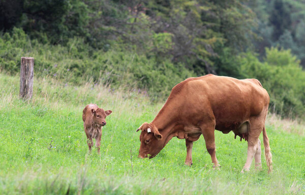 коричневая кормящая корова и ее телёнок на пастбище
