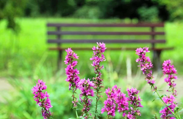 huzur, mor loosestrife önünde bir park bankında