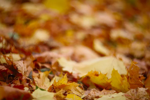 Feuilles d'automne sur le sol — Photo