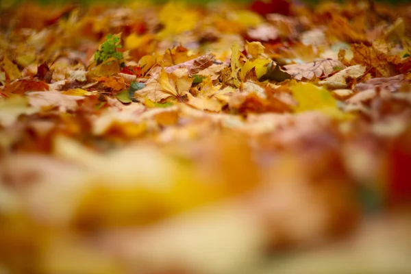 Autumn leaves on ground — Stock Photo, Image
