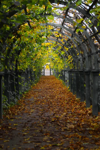 Wandelpad in boom galerij — Stockfoto