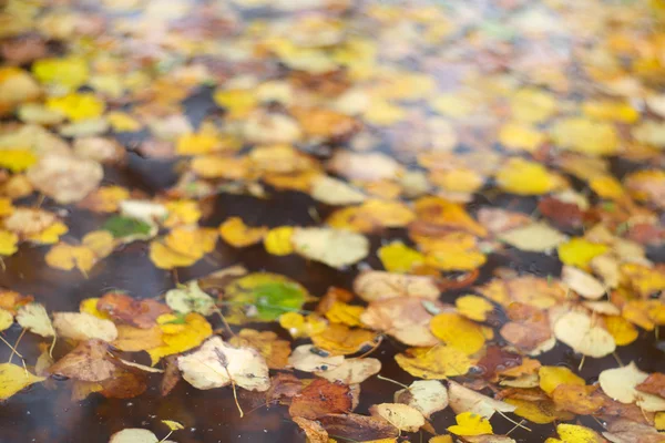 Feuilles d'automne sur l'eau — Photo