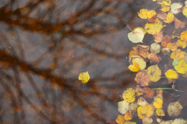 Feuilles d'automne sur l'eau — Photo