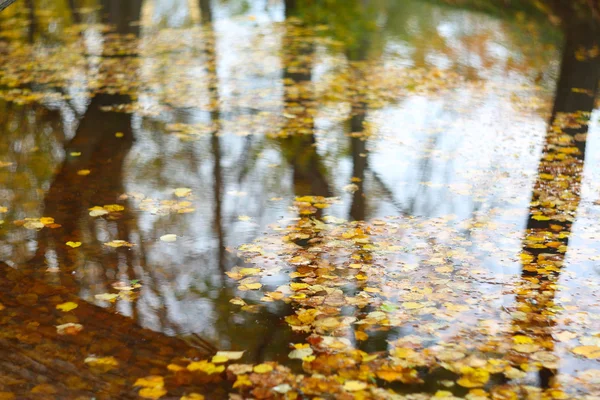 Feuilles d'automne sur l'eau — Photo