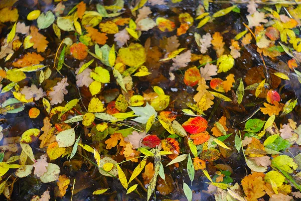 Hojas de otoño en el agua — Foto de Stock