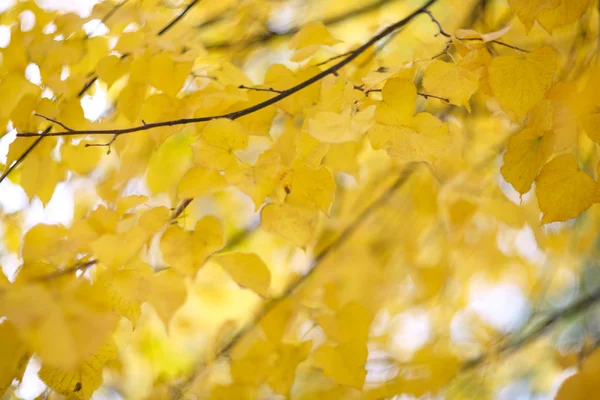Gyllene linden tree — Stockfoto