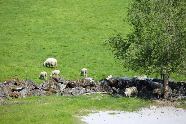 Owce jedzą trawę na polu — Zdjęcie stockowe