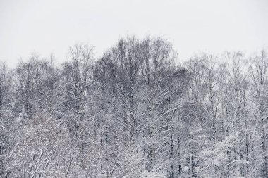 Kar altında kış parkı