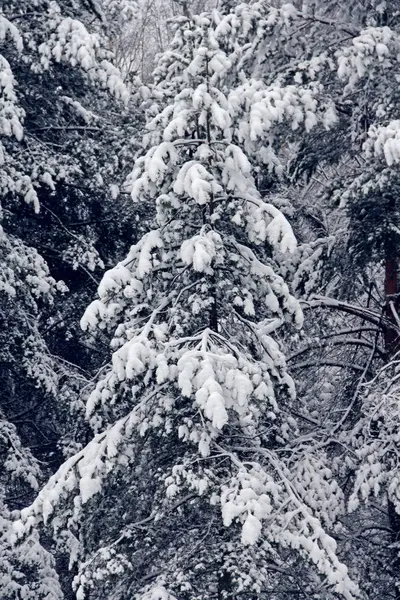 Winter park in snow — Stock Photo, Image